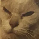 Vivaangry
