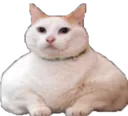 chonkcat Discord Emoji