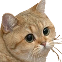 starecatLust Discord Emoji - ⸂𝕷⸃ LUST