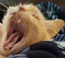 kitty