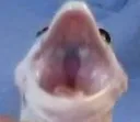 SCREE SCREE