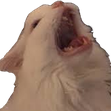 ScreamCat Discord emoji