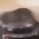 catspin