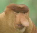 squidwardpng