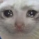 cryingcat