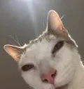 meow