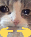 :cattofingies: Discord Emote