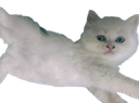 :RipLilly: Discord Emote