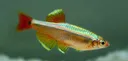 FishK