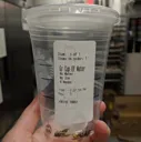 FourWasps