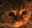 awcat