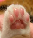 beans