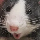 ratPog