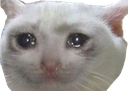 sadcat Discord emoji