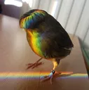 flybird