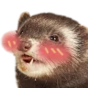 fertblush fertblush
