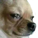sadpup sadpup