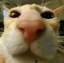 whothis