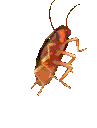 roachdance Discord emoji
