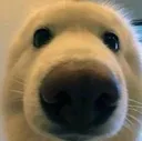 dogie
