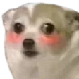 blushDoge