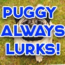 Puggyalwayslurks