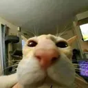 catfunnyprojectlambda