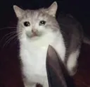 CE_sadcat7 CE_sadcat7