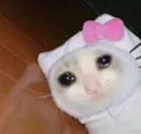 CE_sadcat8 CE_sadcat8