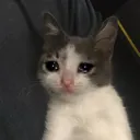 CE_sadcat9 CE_sadcat9