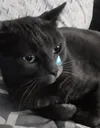 SadMojo