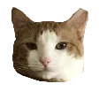 BearkodaSaurfang