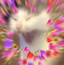 lovecatSCREAM lovecatSCREAM