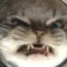 grrrrr grrrrr