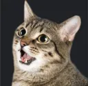 CatAttack