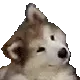 doggie