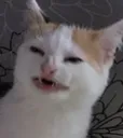 catAnfisa