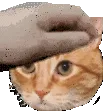 PatCat