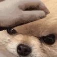 PatAngryBork