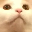 mookiDerp