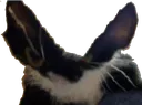 catgud