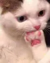 oop
