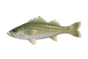 seabass seabass