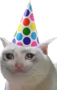 sadcatparty