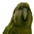ParrotRare