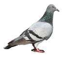 pigeon