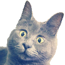 catWut3 Discord Emoji