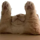Cat Up Discord Emoji