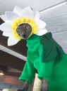 flowerpowercat