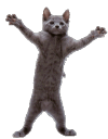 cat_dance